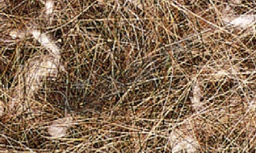 PA11500.jpg
